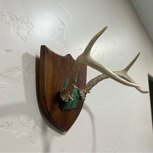 Vintage Deer Antler Mount